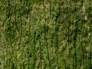 The bark of the tree