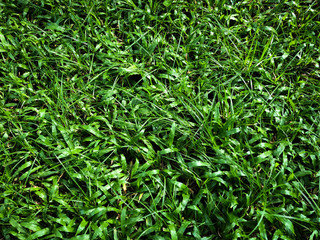 Fine green grass on the nice light field outside natural background, picture