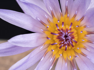 detail of lotus in close up style