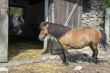 Two shetland ponies talking in horse stablle, black and brown little horses