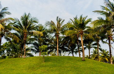 coconut palm tree with green grass in the park .