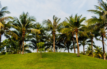 Fototapeta na wymiar coconut palm tree with green grass in the park .