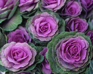 Close up of decorative cabbage, ornamental cabbage plants