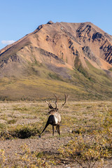 Barren Ground Caribou Bull in Velvet