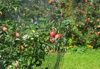Rote Äpfel hängen reif am Apfelbaum © alisseja