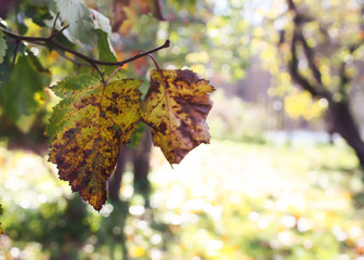 Crataegus laevigata, midland or English hawthorn or mayflower leaves at autumn.
