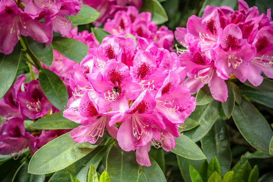 Amazing flower colours in a park