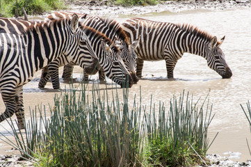 Afrika - Zebras