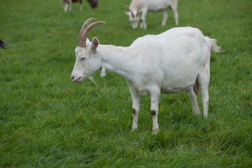 Obraz premium Ziegen