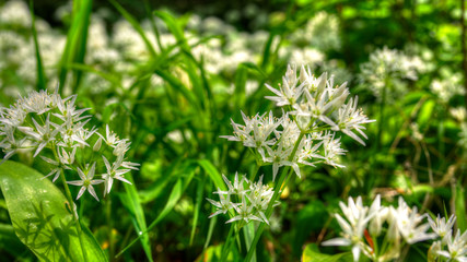 Bärlauchblüte im Frühling
