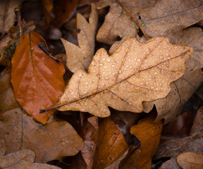 Autumn Leaves