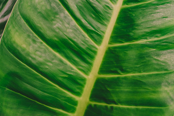 Close up of green leaf  background.