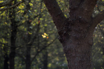 Un tronc dans le bois