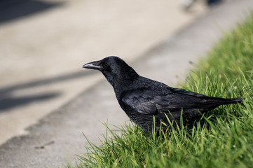Corneille dans l'herbe devant le bitûme