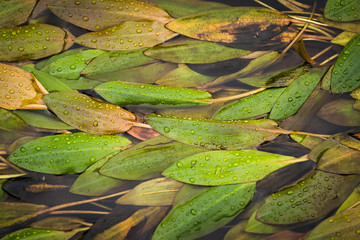 Leaves in a Stream