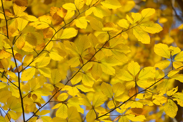 golden leaves