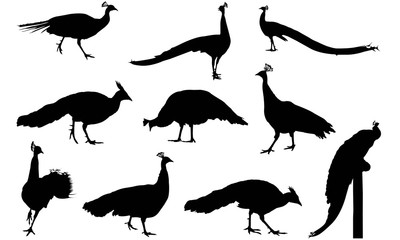 Peafowl Silhouette Vector Graphics 
