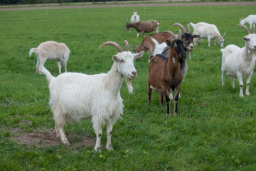 Obraz premium Ziegen