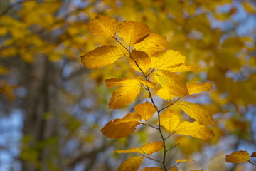 autumn feelings