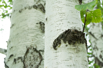 birch bark texture natural background paper close-up / birch tree wood texture / birch tree bark /...