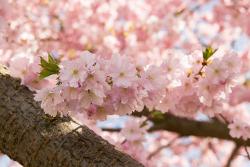 Ast mit Kirschblüten