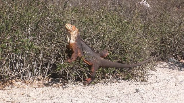 Iguana huge lizards. Amazing reptiles like dinosaurs. Wildlife animals. Nature of Ecuador. Herbivorous inhabitants of ocean.
