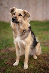 Cute dog in the garden