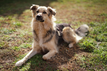 Cute dog in the garden
