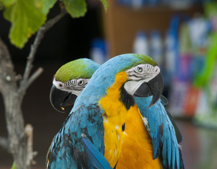 Papageien