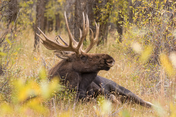Bull Shiras Moose Bedded in Fall