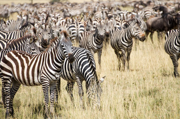 Naklejka na ściany i meble Zebraherde Serengeti