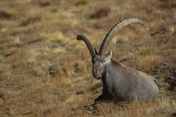 Stambecco (Capra ibex) maschio - ritratto