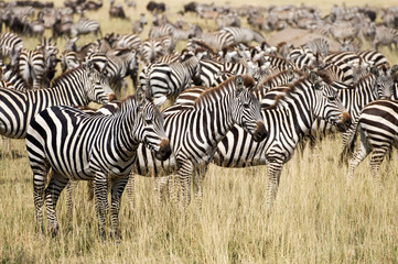 Fototapeta na wymiar Zebraherde Serengeti