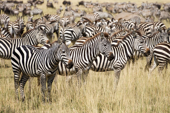 Zebraherde Serengeti