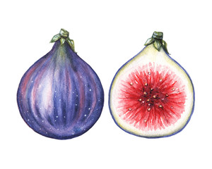 Watercolor figs pair illustration in high resolution.
