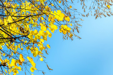 tree branches with yellow leaves in autumn