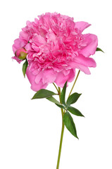 Peony flower