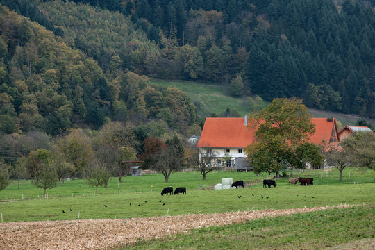 Bauernhof im M&uuml;nstertal (Schwarzwald)