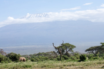Amboseli Nationalpark Kenya