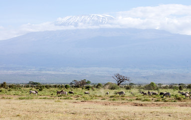 Amboseli Nationalpark Kenya