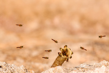 Tetragonisca angustula colony - honeybees jatai - in flight