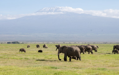 Amboseli Nationalpark Kenya
