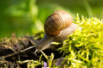 Snail, Helix pomatia, on the grass sunny day