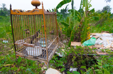 Bird in a cage alone one.