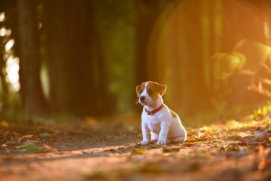 Fototapeta jack russel puppy on autumn alley