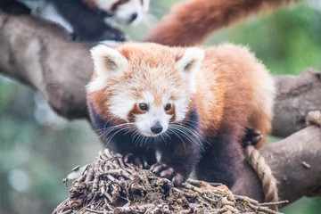 Red panda