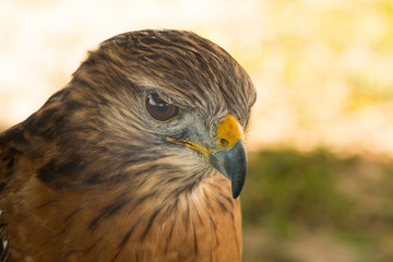 Hawk portrait