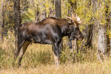 Bull Shiras Moose int he Fall Rut