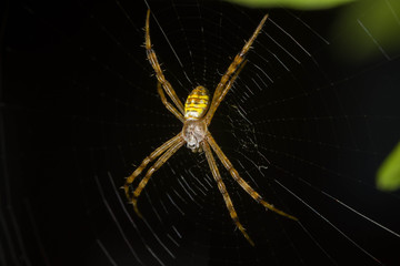 spider