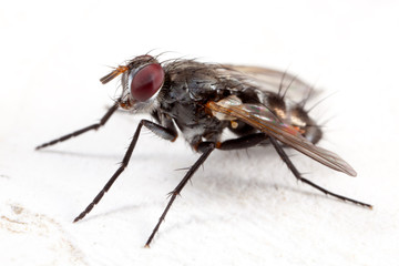House fly in white background - high detail